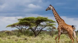 img/travel/TanzanijaiZanzibar_20170202132430.webp