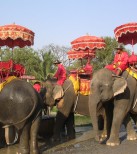 Ayutthaya_Elephant_Camp_in_Thailand_001.JPG