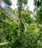 la fortuna hanging bridge.jpg