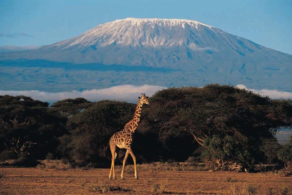 1kilimanjaro-giraffe.jpg