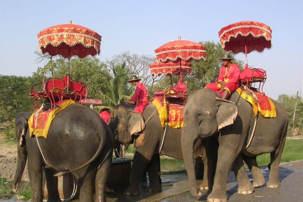 Ayutthaya_Elephant_Camp_in_Thailand_001.JPG