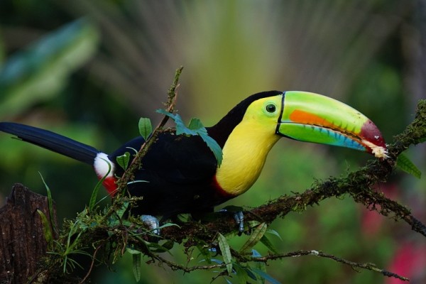 keel-billed-toucan-1021048_960_720.jpg