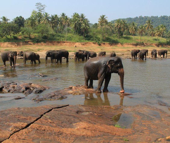 putovanje-srilanka.jpg