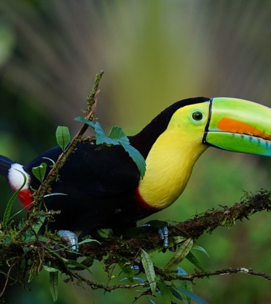 keel-billed-toucan-1021048_960_720.jpg