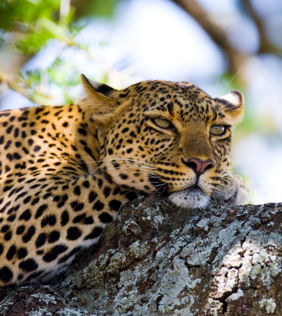 leopard serengeti.jpg