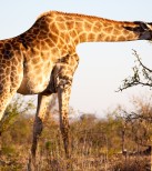 žirafa1.jpg