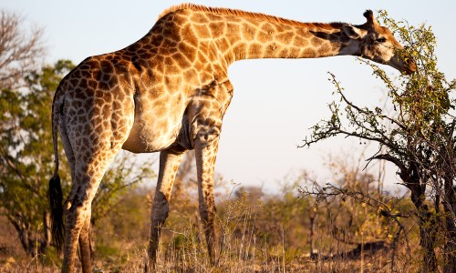žirafa1.jpg