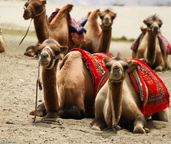 Travel-India-Ladak-Bactarian-Camel-Creative-Common-by-Elroy-Serrao@flickr.jpg