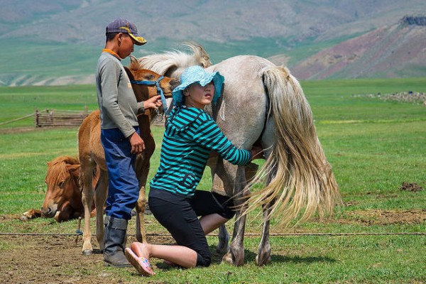 Mongolia-Orkhon-valley-Milking-the-horses-Creative-Commons-byScott-Presly@flickr.jpg