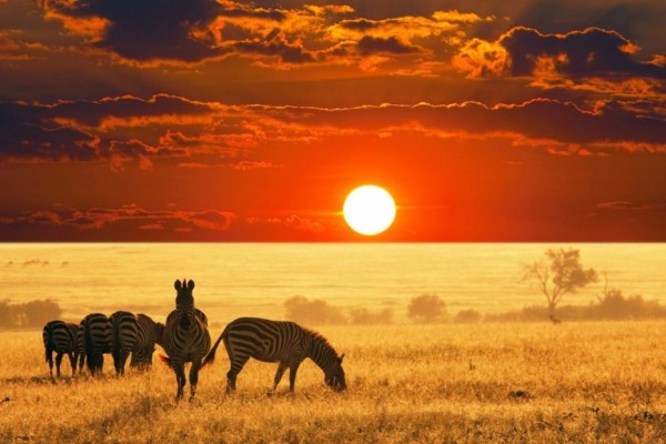 african-safari.jpg